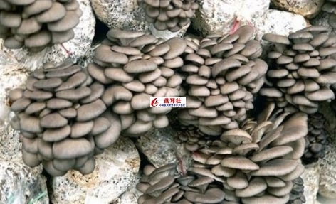 菇耳壮增产效果图